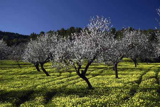 primavera en mallorca