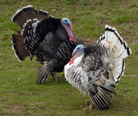 two turkey-cocks with the dismissed tails