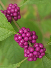 wild purple berries