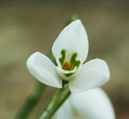 beautiful melodious snowdrop