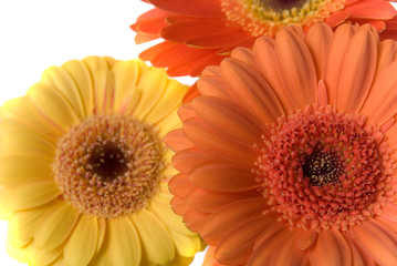 flowers background texture