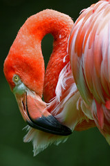 buster flamingo