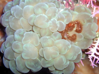 boxerkrabbe in anemone