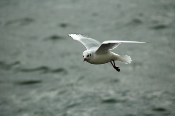 mouette