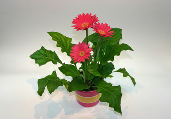 gerbera 2