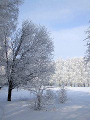 white trees under the blue sky