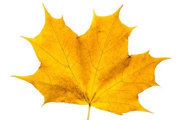 autumn maple leaf isolated on white background