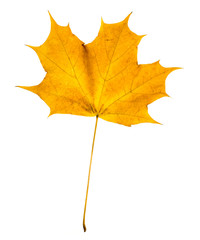 autumn maple leaf isolated on white background