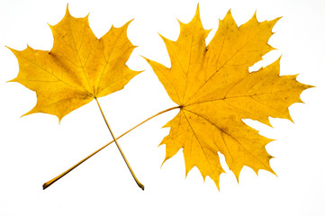 autumn maple leaf isolated on white background