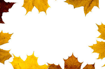 autumn maple leaves isolated on white background