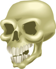 skull