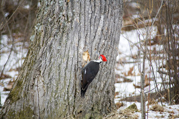 woodpecker