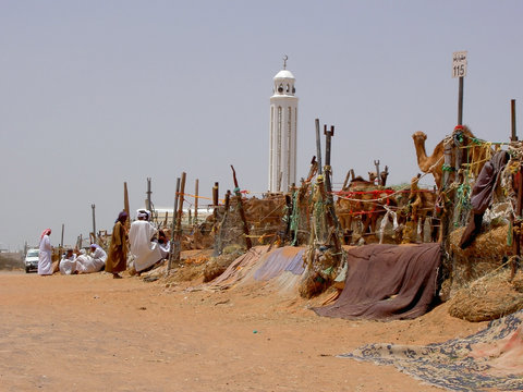 kamelmarkt von al ain