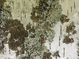 lichen on a bark of a birch