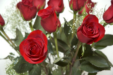 dozen roses