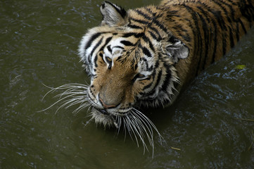 tiger in the water