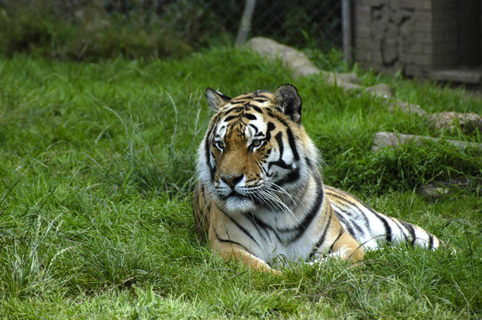 tiger looking
