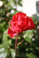 gartenrose