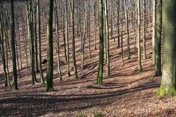 for&ecirc;t de h&ecirc;tres