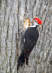woodpecker drilling a fresh hole in a really large tree trunk