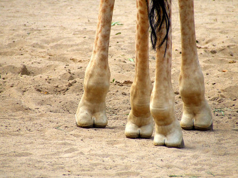 giraffen-f&uuml;&szlig;e