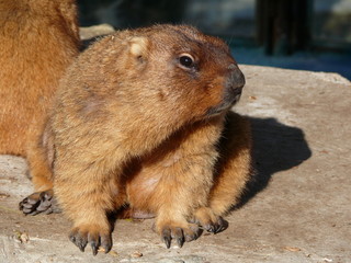 beavers