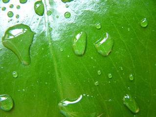feuille