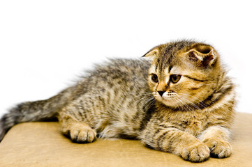 little playful kitten