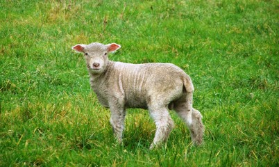 Fototapeta premium new born