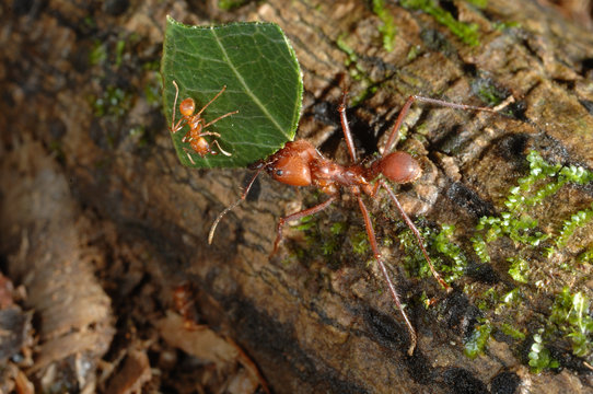 leaf cutter ant