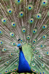 Obraz premium peacock