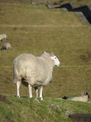 sheep alone