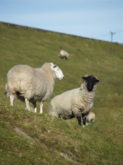 sheep looking