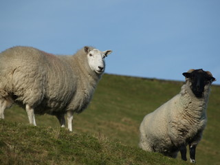 two sheep