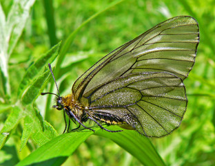 butterfly stubbendorf's swallowtail
