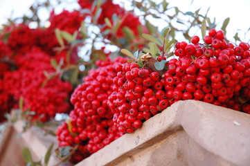 red plant