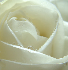 rose blanche