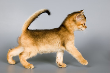 kitten whom the first time in studio