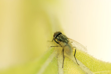 fly / insect on a leaf