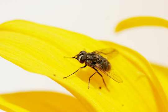 fly / insect on a flower