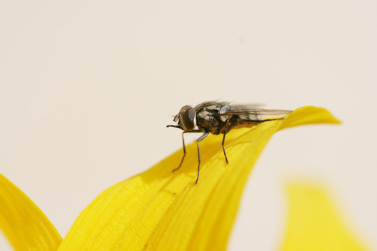 fly / insect on a flower