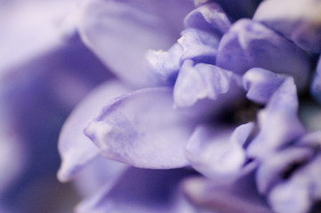 pétales mauves © Photo Passion