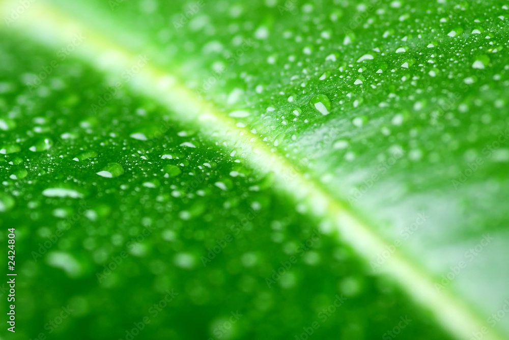 Wall mural green leaf with waterdrops