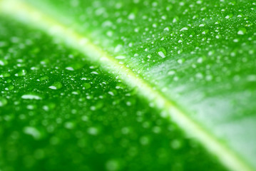 green leaf with waterdrops