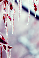 icicles over branches
