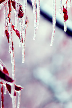 icicles over branches