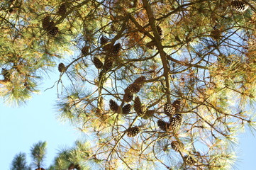 les belles pommes de pin....