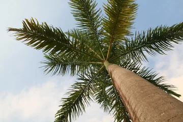 Printed kitchen splashbacks caribbean palm tree