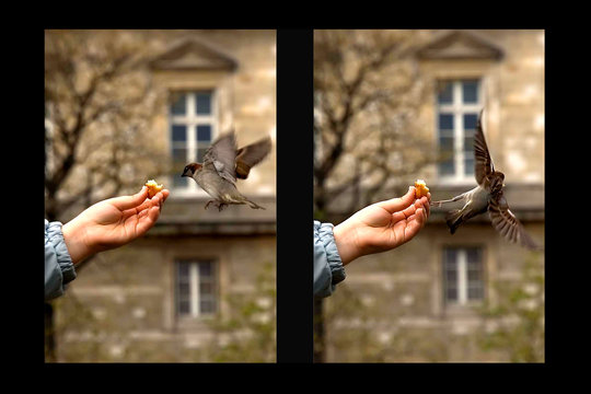 diptyque main moineau