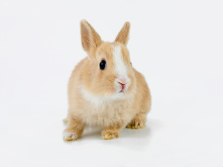 Obraz premium cute brown-white baby rabbit, isolated on white